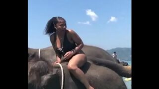 Elephant To Elephant Sex Video