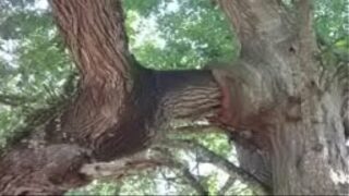 Sex Video Tree